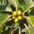 Nasiona-Figi-Olbrzymiolistnej-Ficus-Lutea (6).jpg