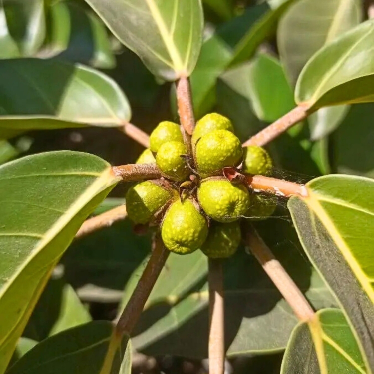 Nasiona-Figi-Olbrzymiolistnej-Ficus-Lutea (6).jpg