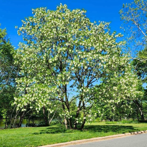 Nasiona-Robinii-Akacjowej-Robinia-Pseudoacacia(1).jpg