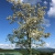 Nasiona-Robinii-Akacjowej-Robinia-Pseudoacacia(3).jpg
