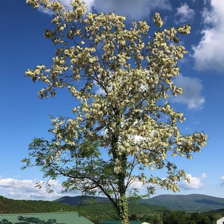 Nasiona-Robinii-Akacjowej-Robinia-Pseudoacacia(3).jpg