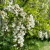 Nasiona-Robinii-Akacjowej-Robinia-Pseudoacacia(4).jpg