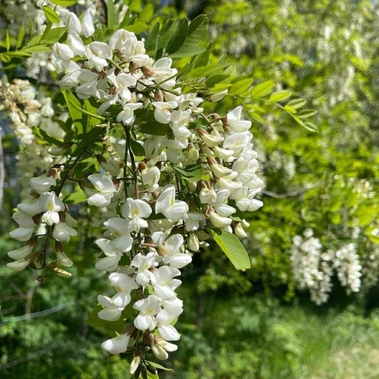 Nasiona-Robinii-Akacjowej-Robinia-Pseudoacacia(4).jpg