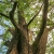 Nasiona-Robinii-Akacjowej-Robinia-Pseudoacacia(6).jpg