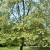 Nasiona-Robinii-Akacjowej-Robinia-Pseudoacacia(7).jpg