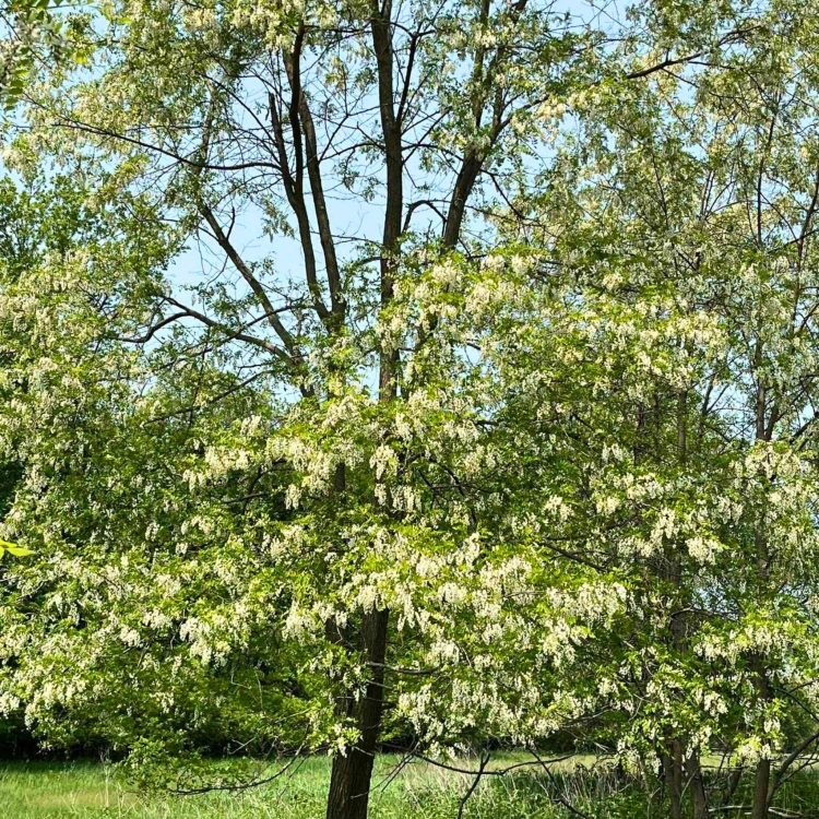 Nasiona-Robinii-Akacjowej-Robinia-Pseudoacacia(7).jpg