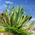 Nasiona-Agawy-Amerykanskiej-Marginata-Agave-Americana-Marginata(1).jpg