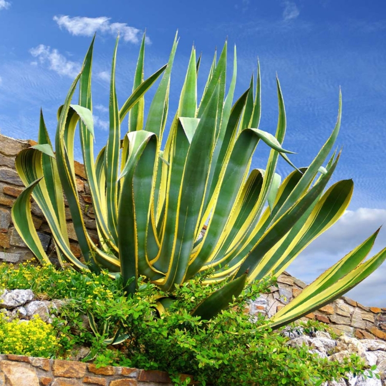 Nasiona-Agawy-Amerykanskiej-Marginata-Agave-Americana-Marginata(1).jpg
