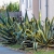 Nasiona-Agawy-Amerykanskiej-Marginata-Agave-Americana-Marginata(3).jpg