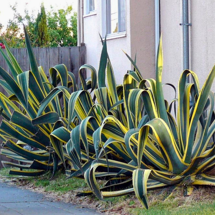 Nasiona-Agawy-Amerykanskiej-Marginata-Agave-Americana-Marginata(3).jpg