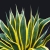 Nasiona-Agawy-Amerykanskiej-Marginata-Agave-Americana-Marginata(4).jpg