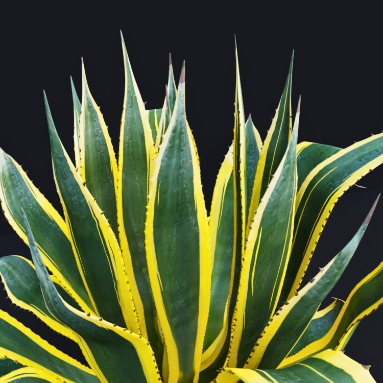 Nasiona-Agawy-Amerykanskiej-Marginata-Agave-Americana-Marginata(4).jpg