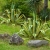 Nasiona-Agawy-Amerykanskiej-Marginata-Agave-Americana-Marginata(5).jpg