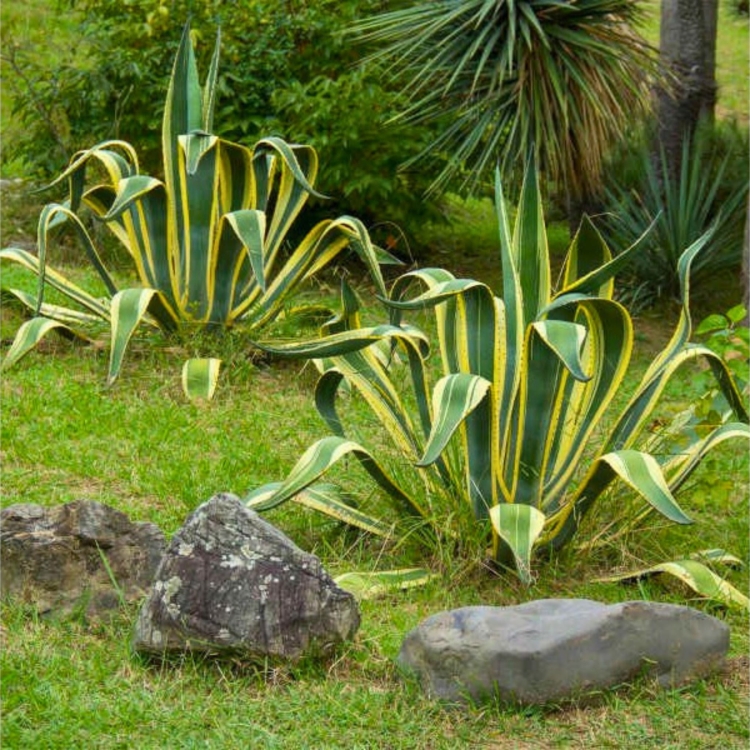 Nasiona-Agawy-Amerykanskiej-Marginata-Agave-Americana-Marginata(5).jpg