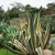 Nasiona-Agawy-Amerykanskiej-Marginata-Agave-Americana-Marginata(6).jpg