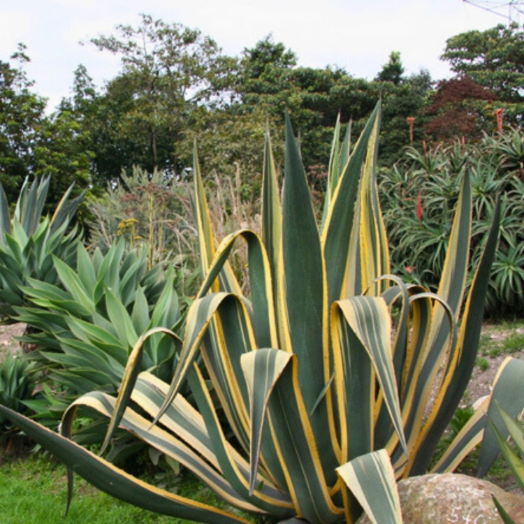 Nasiona-Agawy-Amerykanskiej-Marginata-Agave-Americana-Marginata(6).jpg