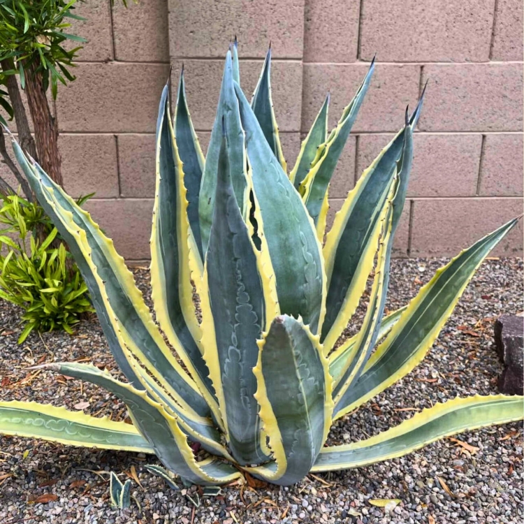 Nasiona-Agawy-Amerykanskiej-Marginata-Agave-Americana-Marginata(7).jpg