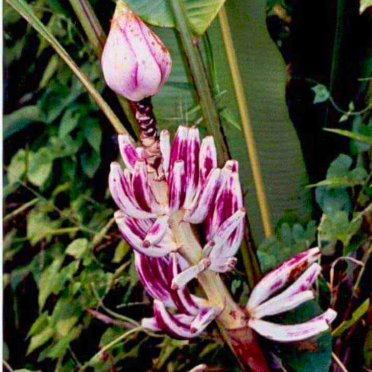 Nasiona-Bananowca-Bagiennego-Musa-Campestris(1).jpg