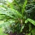 Nasiona-Bananowca-Bagiennego-Musa-Campestris(3).jpg