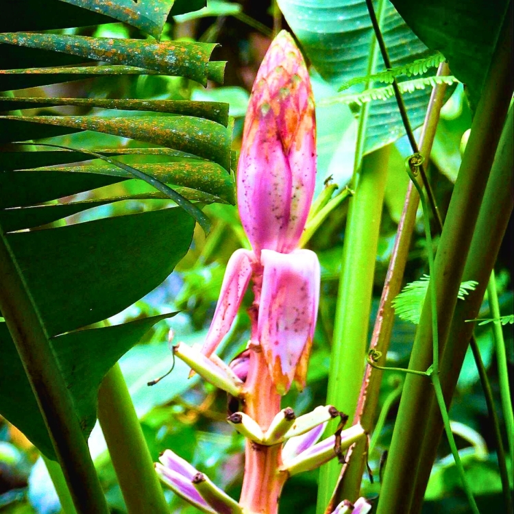 Nasiona-Bananowca-Bagiennego-Musa-Campestris(4).jpg
