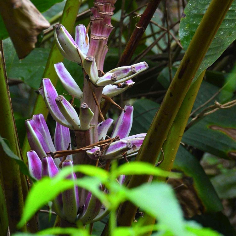 Nasiona-Bananowca-Bagiennego-Musa-Campestris(5).jpg