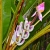 Nasiona-Bananowca-Bagiennego-Musa-Campestris(6).jpg