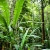 Nasiona-Bananowca-Bagiennego-Musa-Campestris(7).jpg