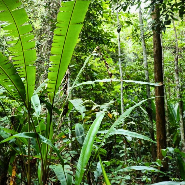 Nasiona-Bananowca-Bagiennego-Musa-Campestris(7).jpg