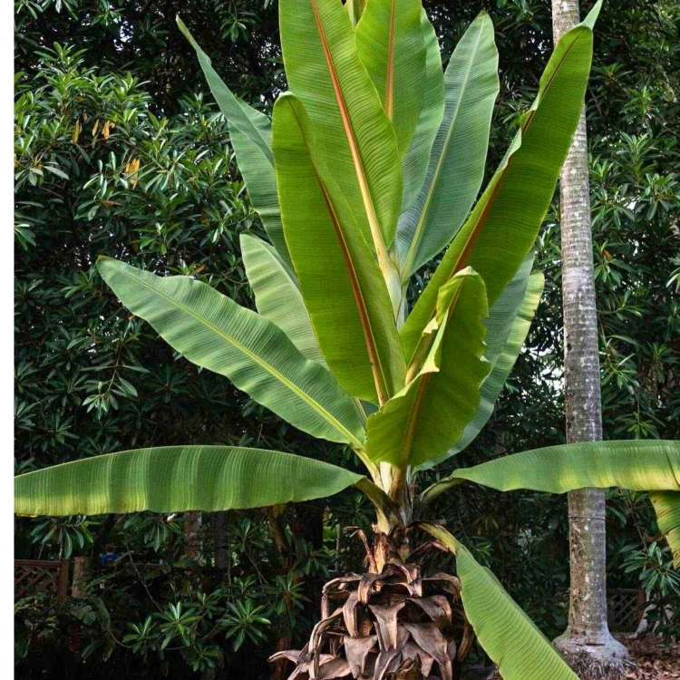Nasiona-Bananowca-‘-Kluay-Pa-’-Ensete-Lecongkietii(4).jpg