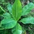 Nasiona-Bananowca-‘-Kluay-Pa-’-Ensete-Lecongkietii(5).jpg