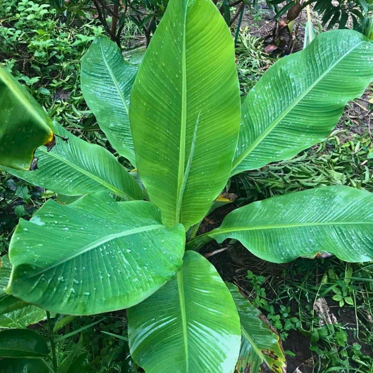 Nasiona-Bananowca-‘-Kluay-Pa-’-Ensete-Lecongkietii(5).jpg