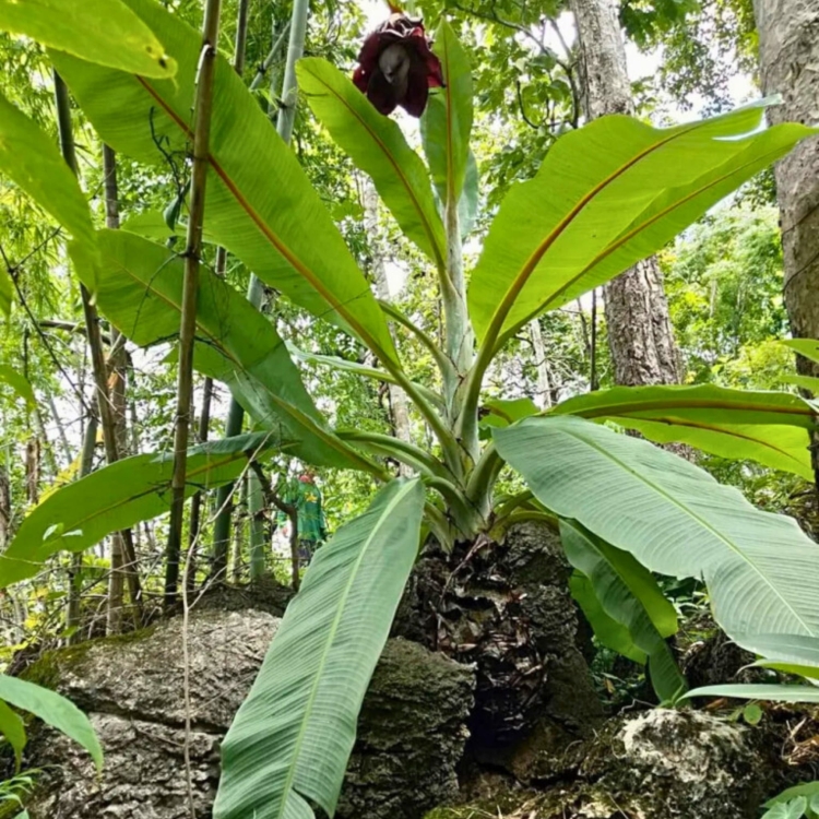 Nasiona-Bananowca-‘-Kluay-Pa-’-Ensete-Lecongkietii(6).jpg
