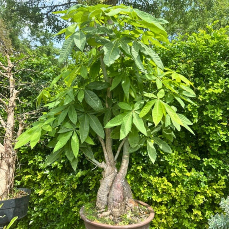 Nasiona-Pachiry-Wodnej-Pachira-Aquatica(3).jpg