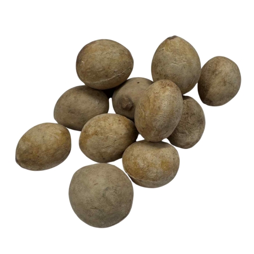 Nasiona-Sagowca-Pranburienis-Cycas Pranburiensis(2).jpg