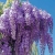 Nasiona-Glicynii-Chinskiej-Wisteria-Sinensis(1).jpg