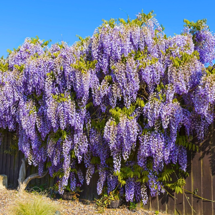 Nasiona-Glicynii-Chinskiej-Wisteria-Sinensis(3).jpg