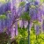 Nasiona-Glicynii-Chinskiej-Wisteria-Sinensis(4).jpg