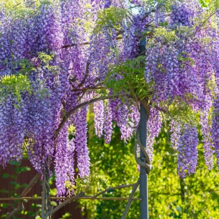 Nasiona-Glicynii-Chinskiej-Wisteria-Sinensis(4).jpg