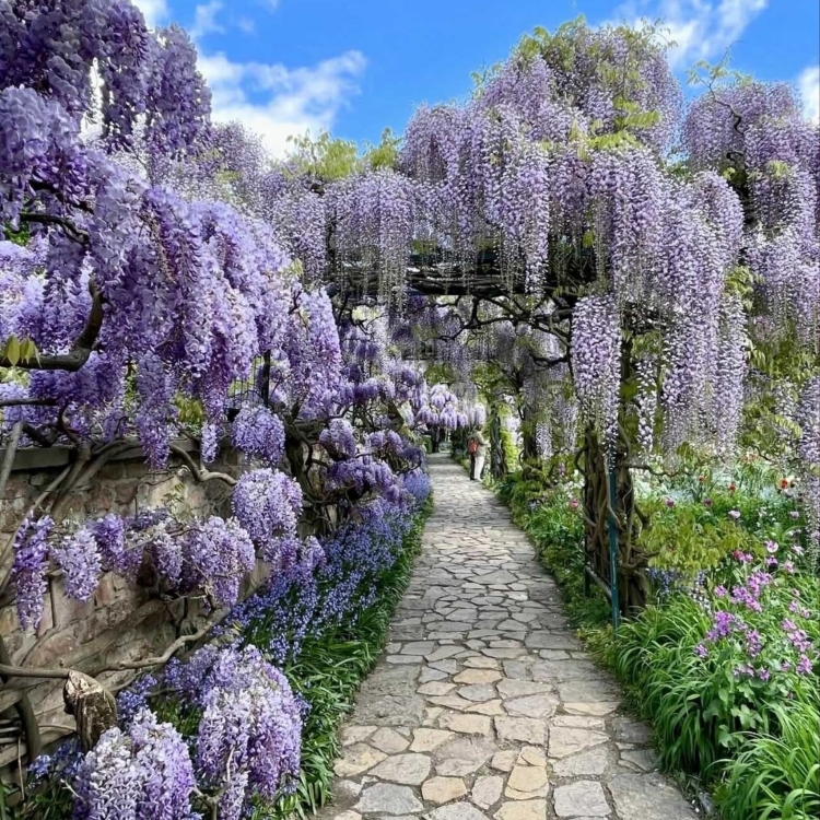Nasiona-Glicynii-Chinskiej-Wisteria-Sinensis(5).jpg