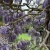 Nasiona-Glicynii-Chinskiej-Wisteria-Sinensis(6).jpg