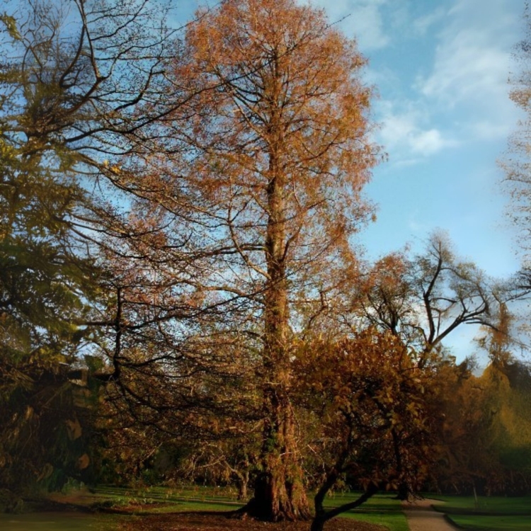 Nasiona-Metasekwoi-Chinskiej-Metasequoia-Glyptostroboides (2).jpg