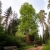 Nasiona-Metasekwoi-Chinskiej-Metasequoia-Glyptostroboides (1).jpg