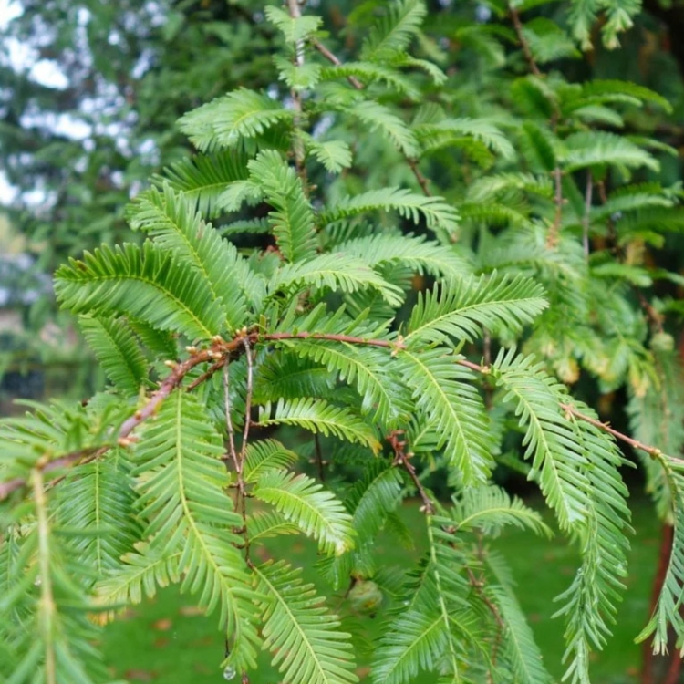 Nasiona-Metasekwoi-Chinskiej-Metasequoia-Glyptostroboides.jpg
