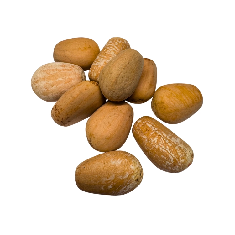 Nasiona-Encephalartosa-Manikensis-Encephalartos-Manikensis (4).jpg