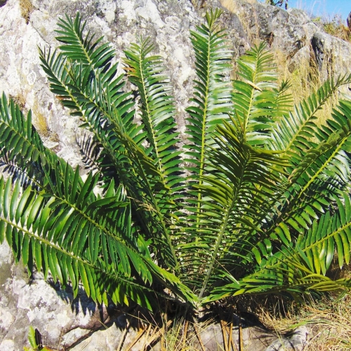 Nasiona-Encephalartosa-Manikensis-Encephalartos-Manikensis (3).jpg