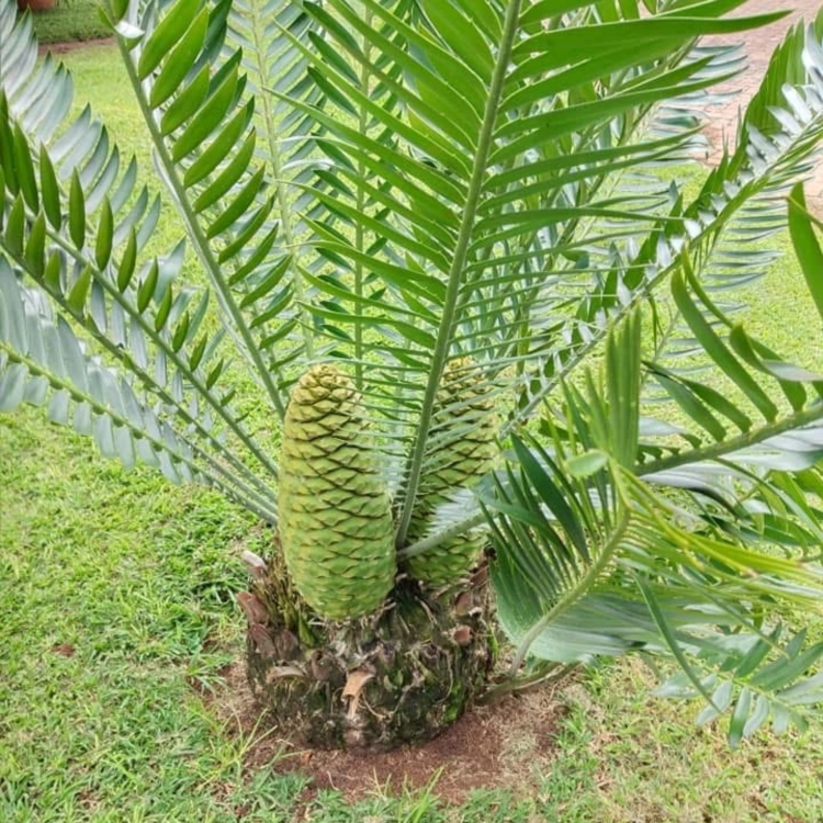 Nasiona-Encephalartosa-Manikensis-Encephalartos-Manikensis (2).jpg