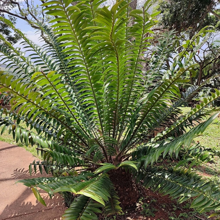 Nasiona-Encephalartosa-Manikensis-Encephalartos-Manikensis (1).jpg