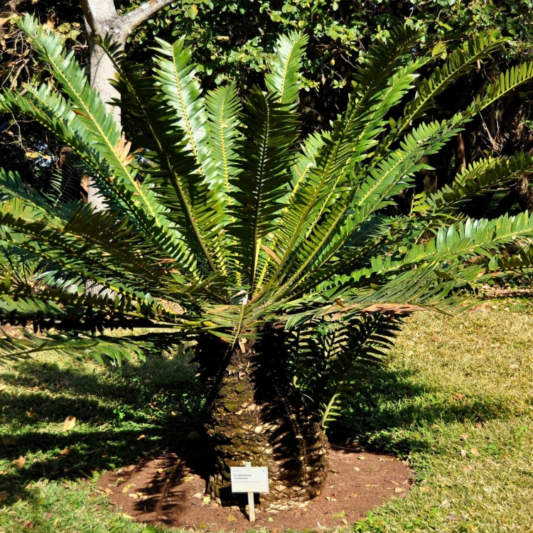 Nasiona-Encephalartosa-Manikensis-Encephalartos-Manikensis.jpg