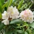 _Nasiona-Rozanecznika-Olbrzymiego-Rhododendron-Maximum (6).jpg
