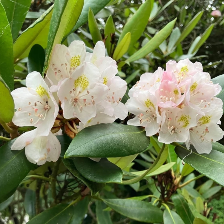 _Nasiona-Rozanecznika-Olbrzymiego-Rhododendron-Maximum (6).jpg